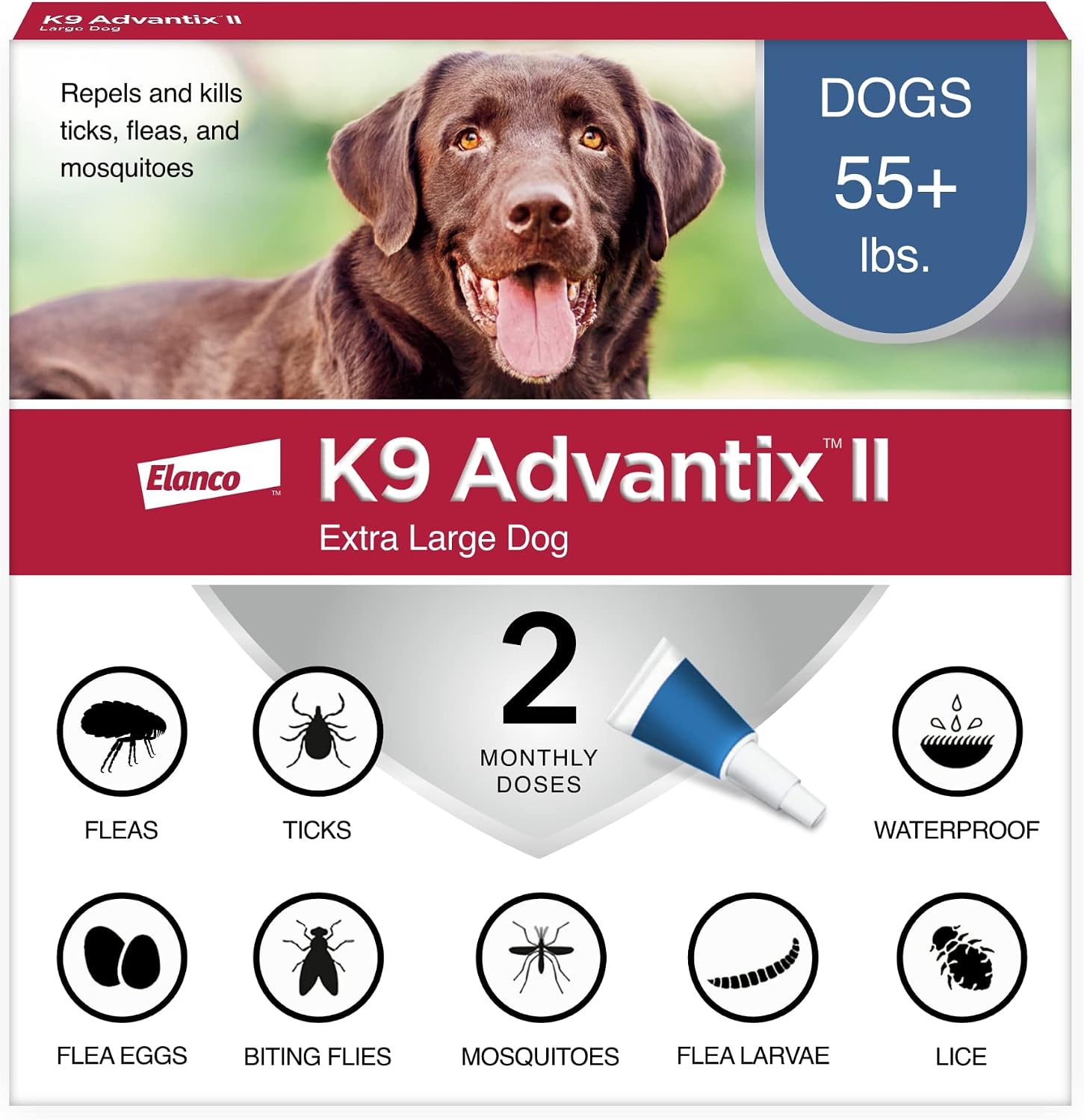 Extra Large Dogs 55+ lbs