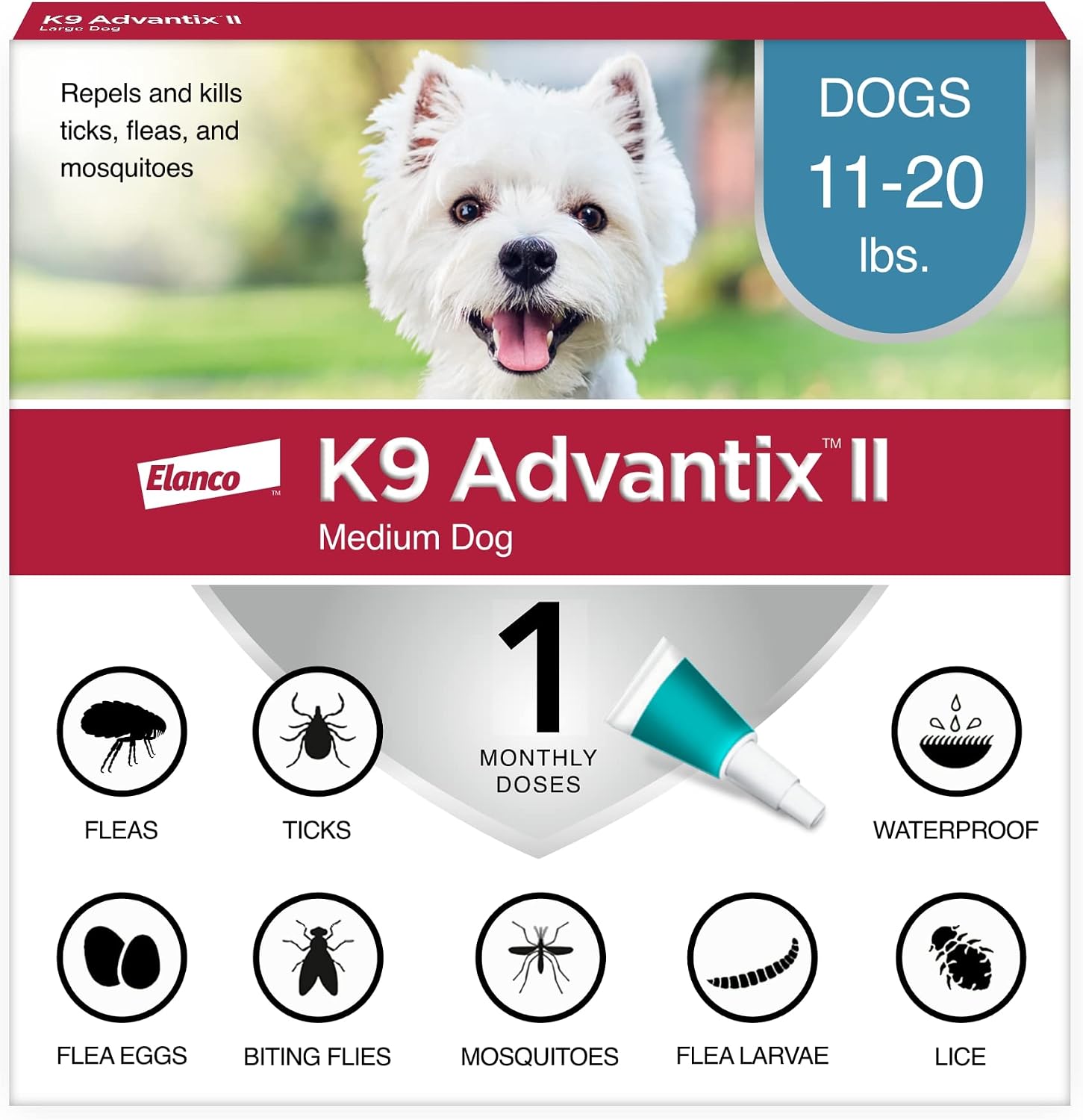 Medium Dogs 11–20 lbs